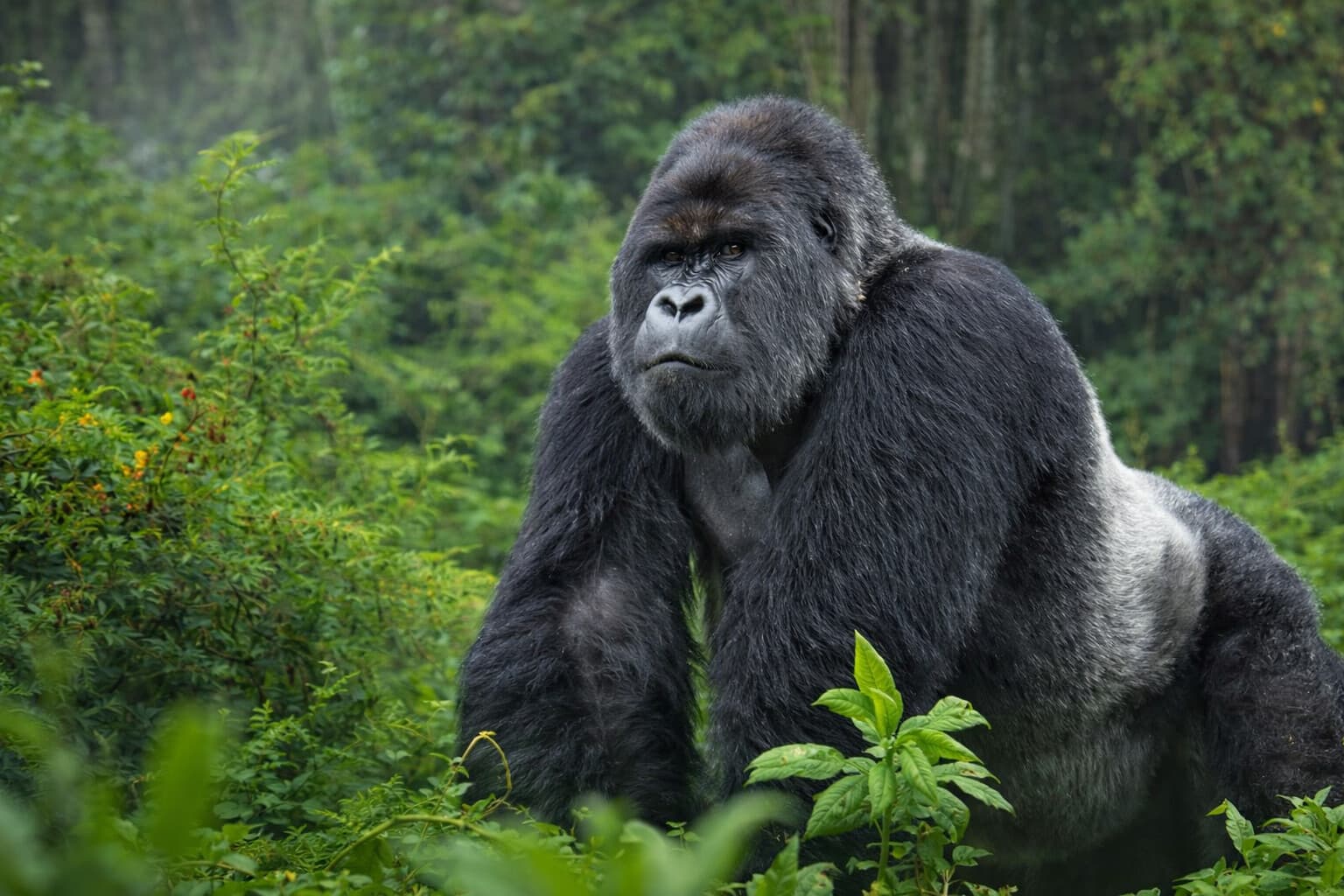 Image of a mountain gorilla in Bwindi Impenetrable National Park